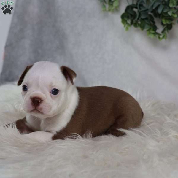 Bugg, Boston Terrier Puppy